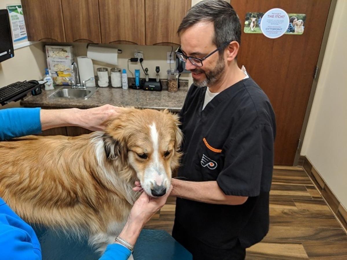 Wellness Exams Morristown Animal Hospital